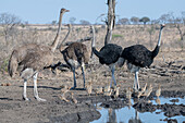 Eine Straußenfamilie, Struthio camelus australis, versammelt sich an einer Wasserstelle