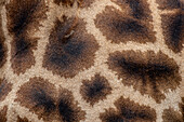 Die Haut einer Giraffe, Giraffa camelopardalis giraffa