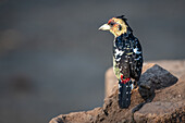 Crested Barbet, Trachyphonus vaillantii, sits on a mound
