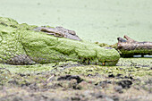 Ein Krokodil, Crocodylus niloticus, liegt an der Seite eines mit Algen bedeckten Wasserlochs