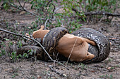 Eine afrikanische Python, Python sebae, erwürgt eine Antilope