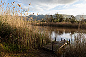 A wooden jetty on a river bank, tall reeds and grasses, Stanford Walking Trail, South Africa
