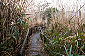 A walkway through the reeds, above the soggy ground and marshes on a riverbank, Stanford Walking Trail, South Africa
