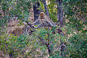 Ein Leopard, Panthera pardus, steht über einem erlegten Tier in einem Baum und schaut es direkt an