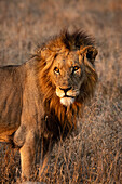 Ein Porträt eines männlichen Löwen, Panthera leo, schaut in die Ferne in die Sonne