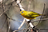 A cape white-eye bird, Zosterops virens, stands on a branch, tilting head