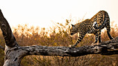 Ein Leopard, Panthera Pardus, balanciert bei Sonnenuntergang auf einem Baumstamm