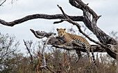 A leopard, Panthera pardus, lies on a dead tree branch, looking out of frame