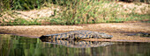 Ein Nilkrokodil, Crocodylus niloticus, sonnt sich am Ufer eines Flusses