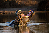 Ein Nilpferd, Hippopotamus Amphibius, gähnt im Wasser, Zähne sichtbar