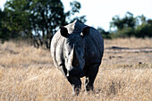 A white rhino, Ceratotherium simum, stands in a clearing, direct gaze