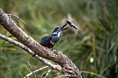 A giant kingfisher, Megaceryle maxima, sits on a branch after catching a fish