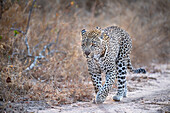 A leopard, Panthera pardus, walks along a dirt track, ears back, dry brown grass background