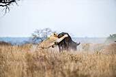 Ein Löwe, Panthera leo, fängt einen Büffel auf einer Lichtung, Syncerus caffer