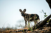 A wild dog, Lycaon pictus, stands in fallen leaves, direct gaze, back lit.