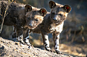 Two wild dog pups, Lycaon pictus, stand together, looking out of frame.