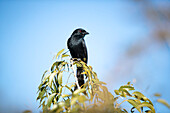 A fork tailed drongo, Dicrurus adsimilis, perches on a branch, looking out of frame, blue sky background.