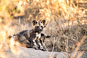 Wild dog pups, Lycaon pictus, wait at their den site at sunset.