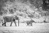 An elephant mother and calf, Loxodonta africana, walk across a dry river bed in black and white .