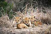 Löwenbabys, Panthera leo, drängen sich zusammen in Trockenrasen.