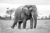 An elephant, Loxodonta africana, ears splayed