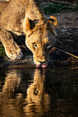 A lioness, Panthera leo, drinks water, reflection in water