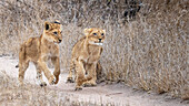 Zwei Löwenbabys, Panthera leo, laufen auf einem Feldweg durch trockenes Gras