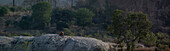 Eine Panoramaaufnahme eines Löwen, Panthera leo, der auf einem Felsbrocken liegt