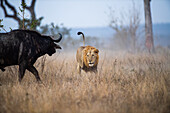 Ein Löwe, Panthera leo, jagt nach einem Büffel, Syncerus caffer