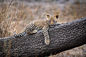 A lepoard cub, panthera pardus, lying on a tree trunk, paw dangling down.
