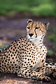A portrait of a male cheetah, Acinonyx jubatus, lying down