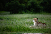 A lioness, Panthera leo, lies down in green grass