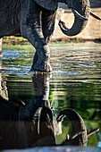 Ein Elefant, Loxodonta Africana, geht durch Wasser, Spiegelung im Wasser
