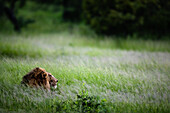 A male lion, Panthera leo, lies in tall green grass