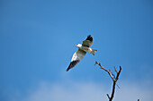 A black shouldered kite, Elanus caeruleus, takes off in flight