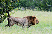A male lion, Panthera leo, scent marks a shrub