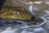 A crocodile, Crocodylus niloticus, lies in flowing river water