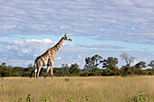 Eine Giraffe, Giraffe Giraffa Camelopardalis, steht im offenen Raum.