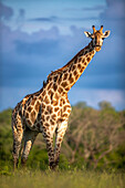 A giraffe, Giraffa camelopardalis giraffa, stands in green grass, direct gaze