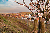 View of Birkweiler, in the foreground an almond tree, German Wine Route, Palatinate Almond Trail, Southwest Palatinate, Rhineland-Palatinate, Germany, Europe