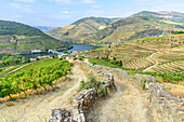 Feldweg mit Blick auf die Weingärten im Douro-Tal bei Pinhao, Portugal