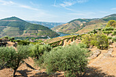 Olive trees and vineyards in the Douro Valley near Pinaho, Portugal