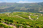 Douro Valley with vineyards in the Alto Douro wine region near Pinhao, Portugal