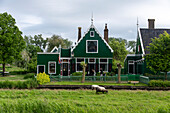 Historisches Wohnhaus, Schafe, Freilichtmuseum in Zaanse Schans, Zaandam, Noord-Holland, Niederlande