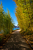 Gehweg mit Bambusbäumen am Wasser an einem sonnigen Tag mit klarem blauem Himmel in Lugano, Tessin, Schweiz.