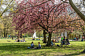 Treptower Park, cherry blossom, spring 2022, Berlin