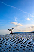 Seagull on a beach chair, Grüneich Family Lagoon, Perlebucht, Büsum, Dithmarschen, North Sea Coast, Schleswig Holstein, Germany, Europe