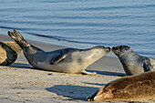 Düne/Badedüne, side island of Heligoland, south beach, common seals and gray seals like to visit the beaches of Duene, Heligoland, North Sea, North Sea coast, German bay, Schleswig Holstein, Germany, Europe,