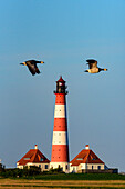 Flying geese in front of the Westerheversand lighthouse, Eiderstedt peninsula, North Friesland, North Sea coast, Schleswig Holstein, Germany, Europe