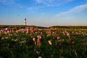Blumen vor Leuchtturm Westerheversand, Halbinsel Eiderstedt, Nordfriesland, Nordseeküste, Schleswig Holstein, Deutschland, Europa